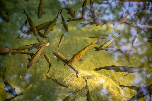 Forellen schwimmen unter Wasser im Fluss, Nationalpark Krka, Skradinski Buk, Sibenik-Knin, Kroatien - MAMF02036