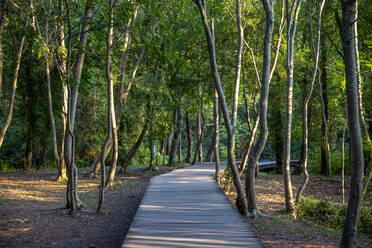 Footbridge amidst forest at Krka National Park, Sibenik-Knin, Croatia - MAMF02038