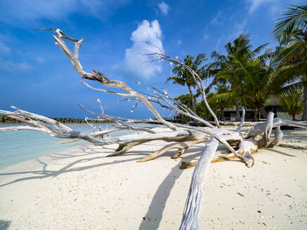 Malediven, Lhaviyani-Atoll, Hurawalhi-Insel, Abgestorbener Baum am Rande eines tropischen Strandes - AMF09458