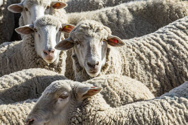 Schafherde auf der Weide vor dem Schafsfest (Trailing of the Sheep Festival) - TETF01375