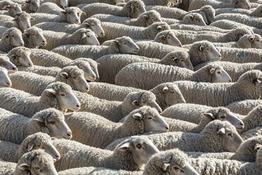 Schafherde auf der Weide vor dem Schafsfest (Trailing of the Sheep Festival) - TETF01376