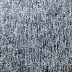 USA, Idaho, Stanley, Blick auf einen Kiefernwald im Winter - TETF01377