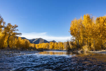 USA, Idaho, Bellevue, Big Wood River und gelbe Bäume im Herbst - TETF01396