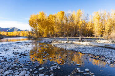 USA, Idaho, Bellevue, Felsen im Big Wood River und gelbe Bäume im Herbst - TETF01397