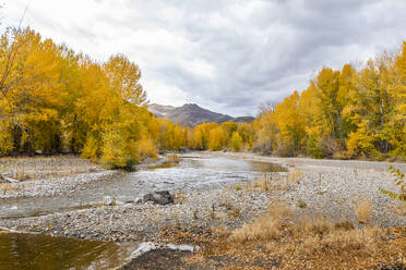 USA, Idaho, Bellevue, Big Wood River und gelbe Herbstbäume - TETF01398
