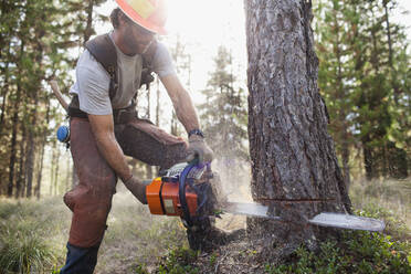 USA, Montana, Lakeside, lumberjack felling tree - TETF01499