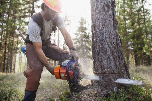 USA, Montana, Lakeside, Holzfäller beim Fällen eines Baumes - TETF01499