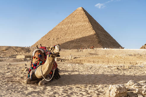 Kamel mit bunten Sattel auf sandigen Boden in der Nähe von alten ägyptischen Pyramide gegen blauen Himmel in Ägypten am Sommertag liegen - ADSF34039