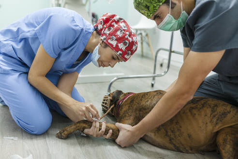 Tierarzt gibt Hund in der Tierklinik eine Injektion - MRRF01950