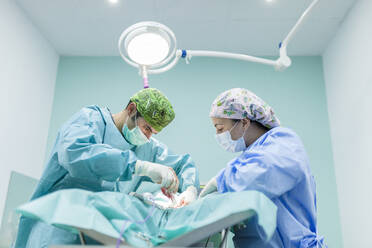 Veterinarian surgeon with healthcare worker performing surgery on dog at clinic - MRRF01961