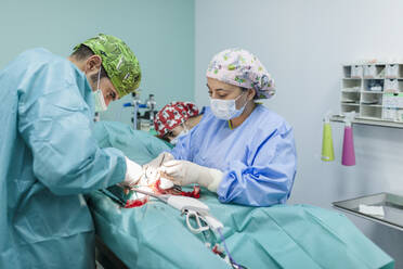 Chirurg mit medizinischem Personal bei der Operation eines Hundes in einer Klinik - MRRF01962
