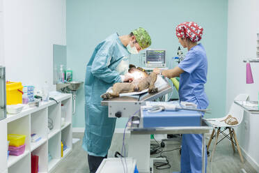 Tierärzte mit medizinischem Personal bei der Untersuchung eines Hundes in einer Klinik - MRRF01965