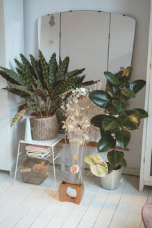 Houseplants in front of mirror at home - JOSEF07740