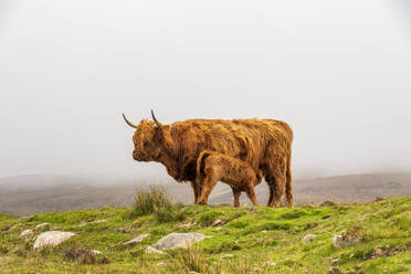 Galloway-Rinder bei der Milchfütterung eines Kalbes auf einer Wiese - SMAF02119