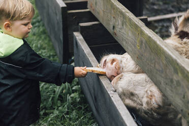 Junge füttert Kühe durch einen Holzzaun auf einem Bauernhof mit Brot - ACTF00193