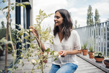 Lächelnde Frau berührt eine Tomatenpflanze auf dem Balkon - JOSEF07999