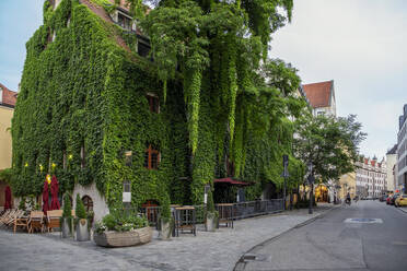 Deutschland, Bayern, München, Altes Stadthaus überwuchert von grünem Efeu - MAMF02083