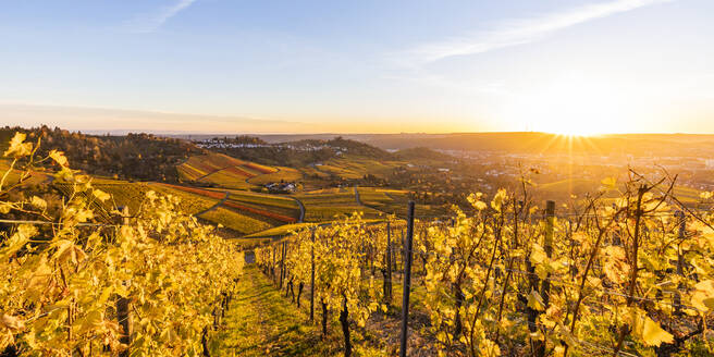 Deutschland, Baden-Württemberg, Stuttgart, Panoramablick auf einen herbstlichen Weinberg bei Sonnenuntergang - WDF06865