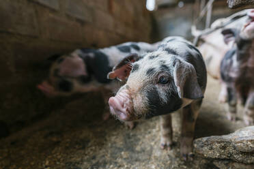 Kleines rosa und schwarzes Schwein auf einem Bauernhof mit anderen Schweinen - CAVF95822