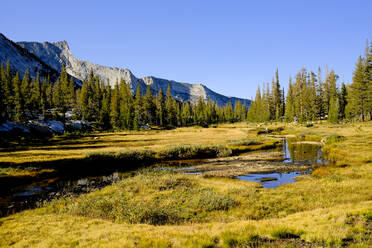 Wiese und Bach im Yosemite-Nationalpark - CAVF95870