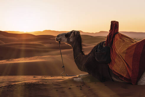 Backlight of camel resting in the desert of Merzouga, Morocco. - CAVF95886