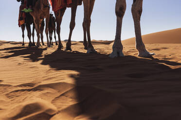 Low view of the camels' legs in a row during a desert tour. - CAVF95887