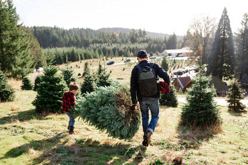 Vater und Sohn tragen frisch geschlagenen Weihnachtsbaum - CAVF95927