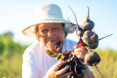 Adult woman harvest beets from her garden - CAVF95967