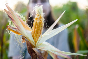 Woman harvests corn from her garden - CAVF95968