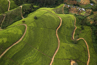 Aerial view of beautiful tea plantation patterns near Nuwara Eliya, Sri Lanka. - AAEF14253