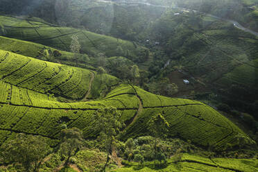 Luftaufnahme von wunderschönen grünen Teeplantagen in einem Bergtal, Nuwara Eliya, Sri Lanka. - AAEF14255