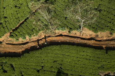 Luftaufnahme von Menschen, die in einer Teeplantage arbeiten, Nuwara Eliya, Sri Lanka. - AAEF14256