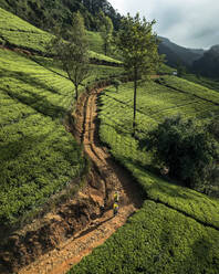 Luftaufnahme von Menschen, die in einer Teeplantage arbeiten, Nuwara Eliya, Sri Lanka. - AAEF14257