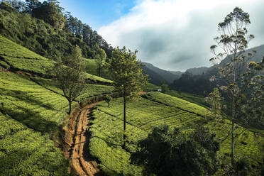 Luftaufnahme einer Teeplantagenlandschaft in der Nähe von Nuwara Eliya, Sri Lanka. - AAEF14258