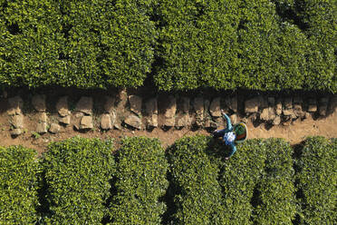 Luftaufnahme von Menschen, die in einer Teeplantage arbeiten, Nuwara Eliya, Sri Lanka. - AAEF14260