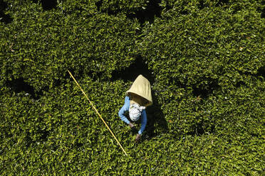 Luftaufnahme einer alten Frau bei der Arbeit in einer grünen Teeplantage, Nuwara Eliya, Sri Lanka. - AAEF14261