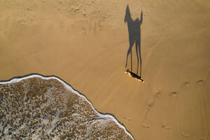 Aerial top down view of dog on the beach in Hiriketiya, Sri Lanka. - AAEF14265