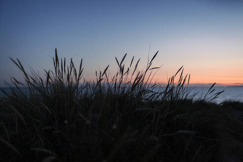 Silhouette Pflanzen am Meer vor dem Himmel in der Abenddämmerung - OJF00488