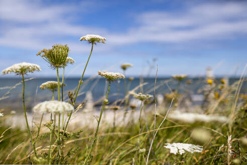 Pflanzen und Blumen am Meer vor dem Himmel an einem sonnigen Tag - OJF00505