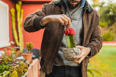 Gardener checking the condition and growth of a cactus - CAVF96024