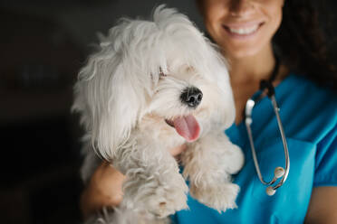 Nahaufnahme eines Malteserhundes in den Armen eines Tierarztes. - CAVF96057