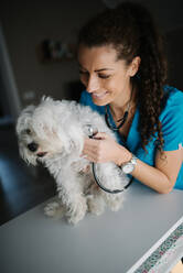 Veterinarian listening to the dog's heart and lungs with a steth - CAVF96061