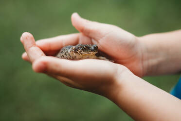Junge Kinderhände halten einen süßen kleinen Frosch im Freien - CAVF96125