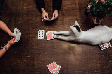 Cat playing cards with girls - CAVF96144