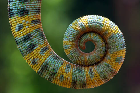 Close up photo of a chameleon tail - CAVF96162