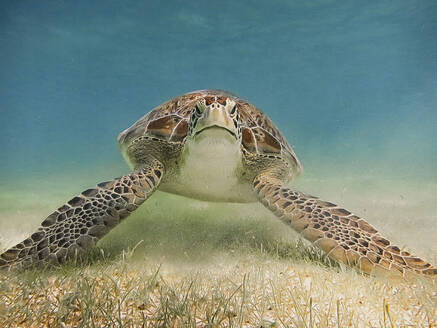 Meeresschildkröte auf dem Meeresgrund, von vorne aufgenommen - CAVF96177