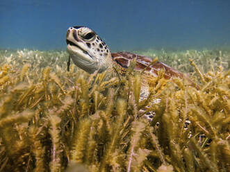 Sea turtle on the bottom of the sea eating - CAVF96178