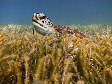 Meeresschildkröte auf dem Meeresgrund beim Fressen - CAVF96178