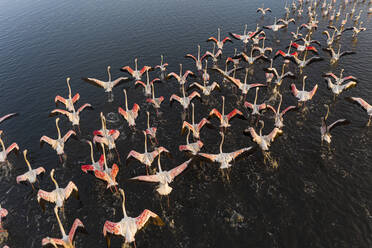 Luftaufnahme einer Kolonie von Flamingos in Torreira, Murtosa, Ria de Aveiro, Aveiro, Portugal. - AAEF14323