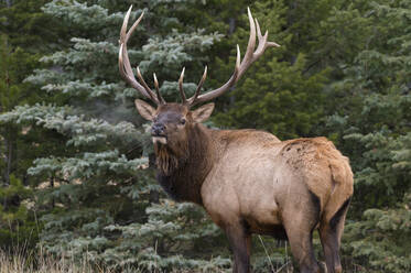 Wilder Elch (Wapiti) (Cervus canadensis) während der Herbstbrunst, Jasper National Park, UNESCO Weltkulturerbe, Alberta, Kanadische Rocky Mountains, Kanada, Nordamerika - RHPLF21767